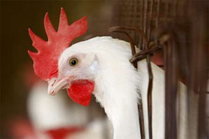 Hen changing colours,scientists studying the phenomenon