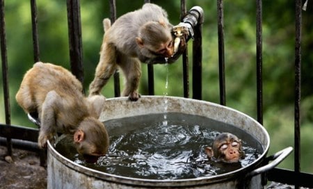 Monkeys have reasoning powers like primitive humans