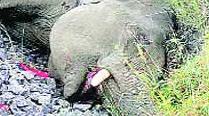 Plastic waste from Sabarimala devotees kills wild elephant in Kerala forest