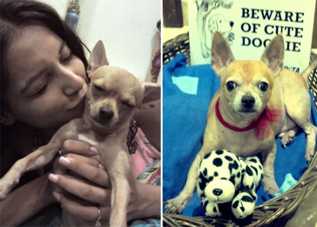 Anushka, Sonakshi, Alia and their pets