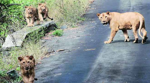 The ambitious Rs 27-crore plan to develop Mattewara into an open safari for visitors including a lion safari is waiting for approval.