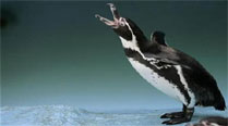 Humboldt penguins set to come to Byculla zoo