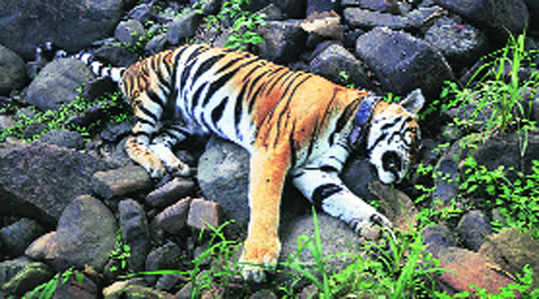 The tigress was found dead on Friday.