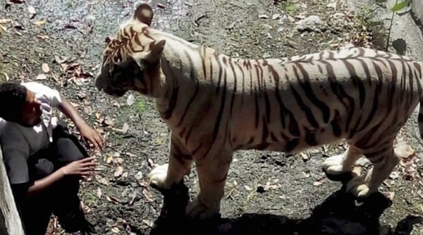 http://images.indianexpress.com/2014/09/tiger-l2.jpg?w=600