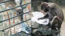Citing RTI reply, activists say Byculla Zoo trading in animals illegally