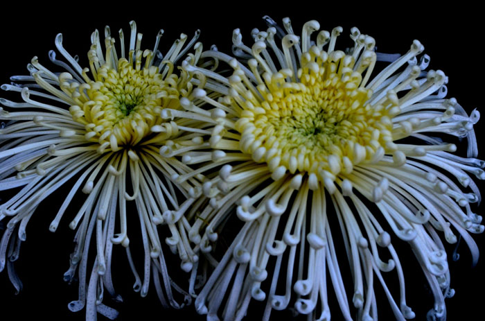 Best of flower art at Chrysanthemum Flower Show  The Indian Express