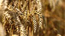 Food Corporation of India being kept on a debt diet