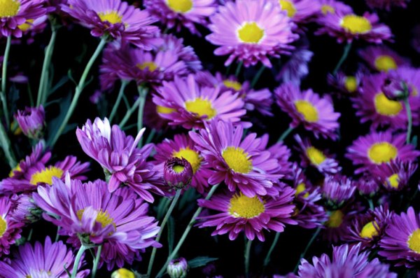 Chrysanthemum flower show charms nature lovers in Delhi  The Indian 