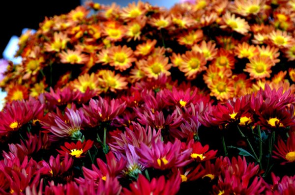 Chrysanthemum flower show charms nature lovers in Delhi  The Indian 