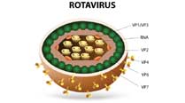 How rotavirus causes infection in kids