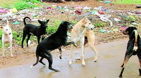 dogs dog stray kerala culling kids against ut notices menace kill urges businessman prevents urged slamming pressure 2001 law put