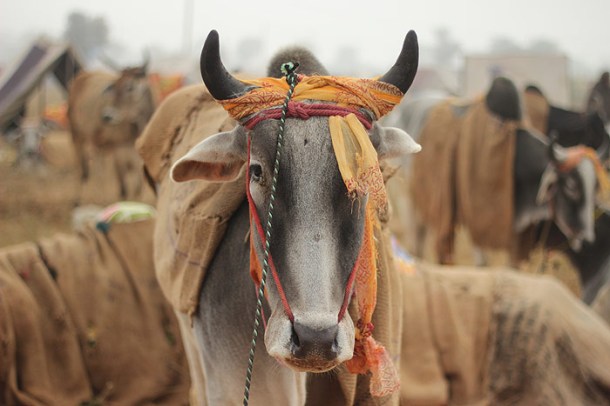 Photos: Nagaur Fair: A Glimpse Into One Of The Largest Cattle Fair In 