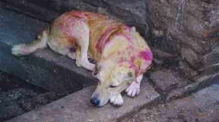 Take special care of pet dogs during Holi: Doctor