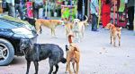 Stray Dog attacks: Punjab, Haryana issue guidelines on granting aide to victims despite MC nod
