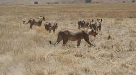 124 lions died in two years, says Gujarat government