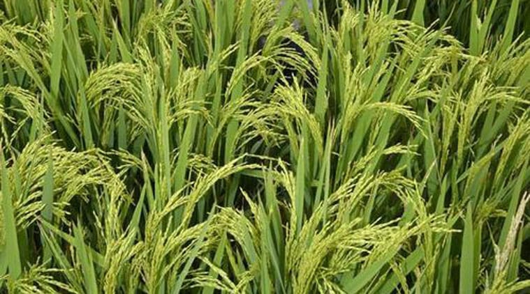 Poor rate of Basmati reduces cultivating area to half - The Indian Express