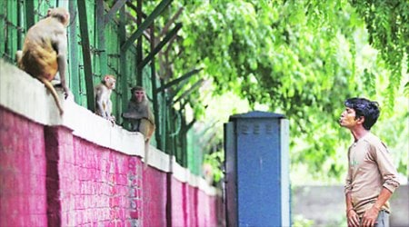 Image result for monkeys atAIIMS Campus