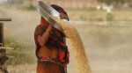 Government hikes wheat MSP by Rs 110/quintal; pulses by up to Rs 400/quintal