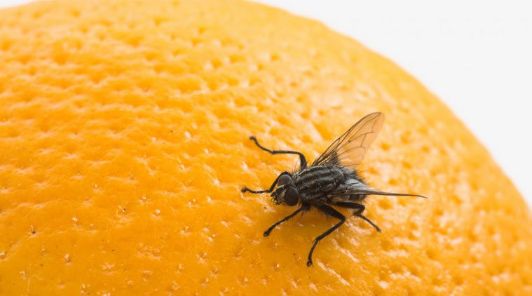 Fruit flies research paper