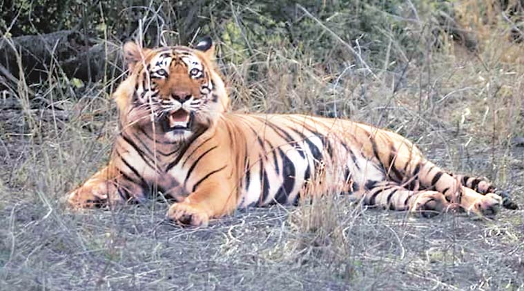 Experts oppose plan to shift Ustaad to a zoo, blame increased tiger density, tourism for the attack. (Source: Express photo by Shruti Dua)