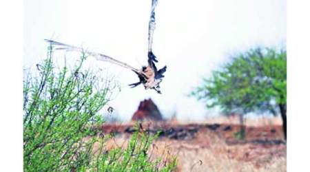 Radio-collared Great Indian Bustard ‘Chotu’ travels 103 km to reach Karnataka border