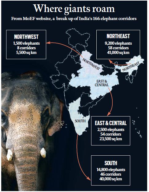 India Elephant, indian elephants, elephants in india, elephant corridor in india, Indian elephants in forest, Kaziranga National Park, Karbi Anglong, Widlife trust of India, International Fund for Animal Welfare, IUCN Netherlands, World Land Trust, Assam news, forest news, india news, latest news, indian express