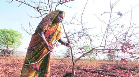 Rains still play truant, govt chalks out adaptation plan