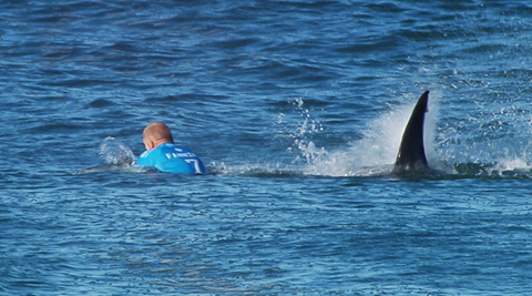 surfer1