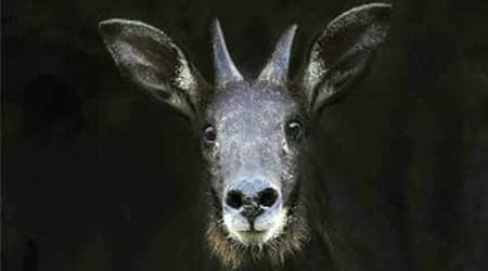 In the hills of Mizoram, mystery deaths of a shy mammal