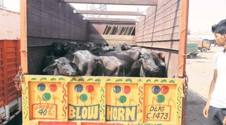 slaughter ban, cow slaughter, Buffalo slaughter, Cattle traders, Ghazipur cattle mandi, Cattle trucks, Cattle transport, Cattle slaughter, NGOs, Haryana cow slaughter ban, cow slaughter Hindu groups, Nation news, India news, The indian express