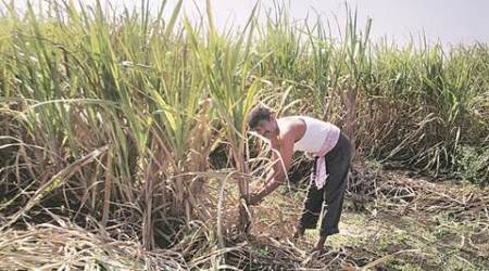 Farmers’ union leader who took on sugar mills seeks police protection