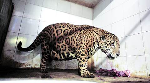 Why a Delhi zoo is returning a jaguar from Kerala | The Indian Express