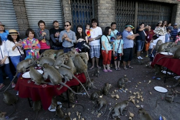 Photos: It’s All Monkey Business At Thailand’s Monkey Buffet Festival 