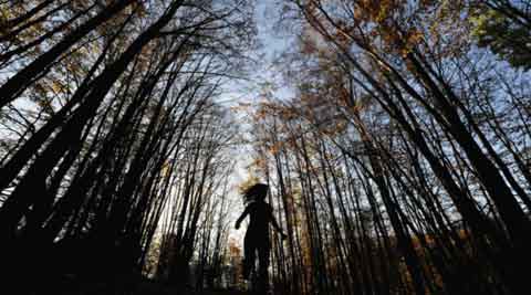 Is the earth now a carbon sink?