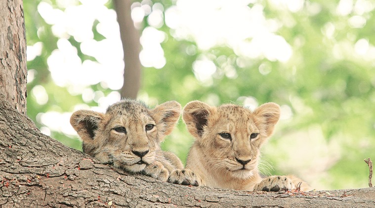 Lion cubs rest on the root of a tamarind tree in Bhandargala, shot in the summer of 2011-12.