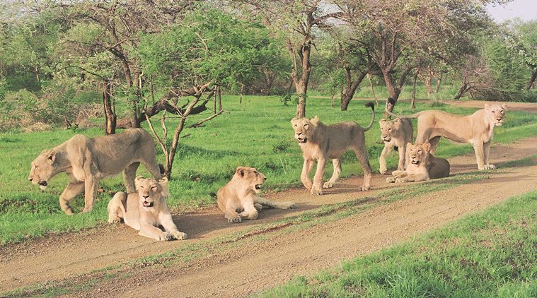 Pride of Asiatic lions inside Devaliya Safari Park. The pride had started raiding nearby villages and preying on cattle and was shifted to the safari park for some time in 1996-97 