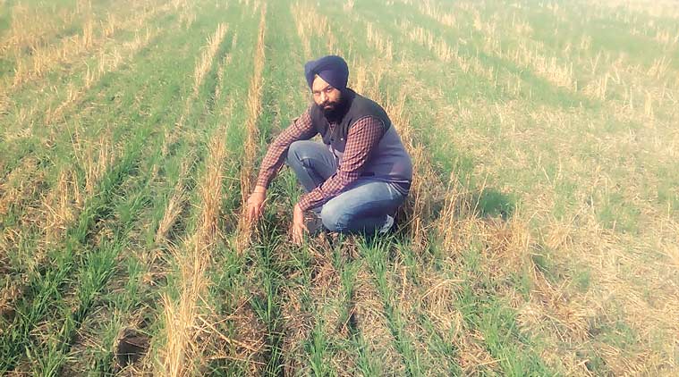 Tela in Punjab fields, Aphids, Punjab farmers, Pesticides in Punjab Farming, Punjab News, Indian Express