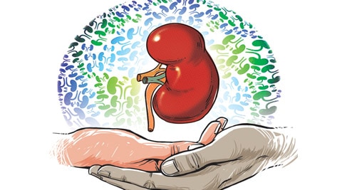 What are kidney donor requirements?