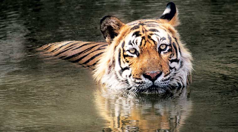 CAN’T FATHOM THOSE EYES: T-24 in all its glory in Ranthambhore. (Express Photo by: Dharm Khandal)