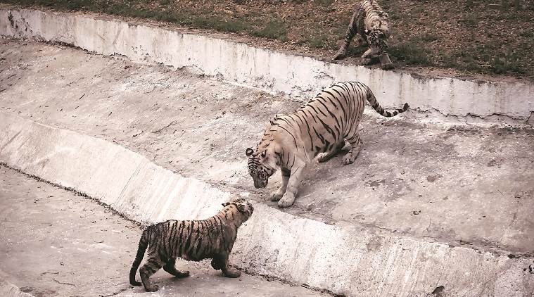 Brahmapuri tigress, Brahmapuri forest tigers, mumbai news, indian express news