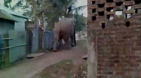 Elephants and leopards in the city: Run out of luck – and choices