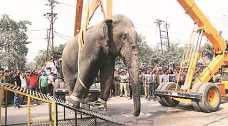 Wild tusker runs amok in Siliguri, damages houses, flattens vehicles