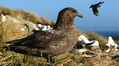 Antarctic birds can recognise individual humans, says Researchers