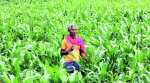 Gujarat govt announces GST waiver for farmers engaged in micro-irrigation