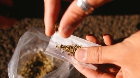 Marijuana users react differently to social exclusion: Study
