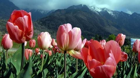 Asia’s largest tulip garden in Kashmir is now open to tourists