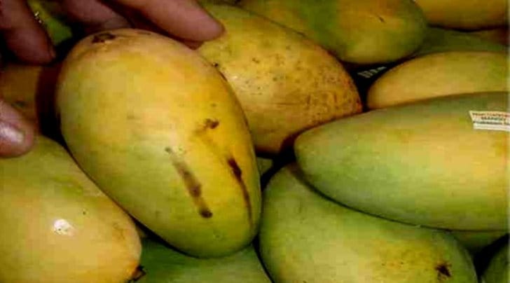 Five lesser known mangoes you should try this Summer