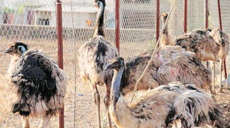 Rearing Emu: After a flying start, it is a free fall in Maharashtra