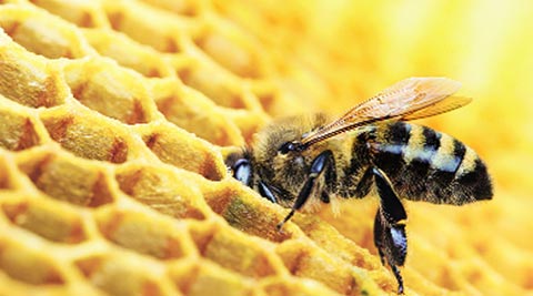 Science in 140 character: Bee junk food