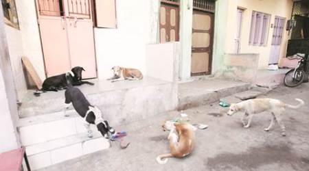 Spurt in canine attacks: Addressing the stray dog issue in Gujarat